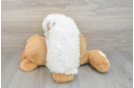 Small Poodle Purebred Pup