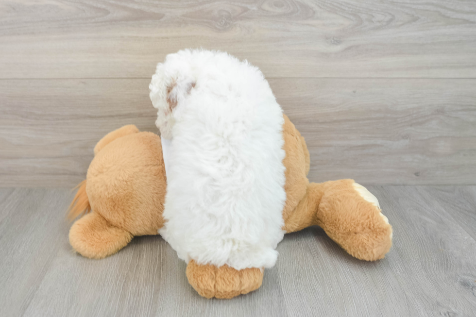 Small Poodle Purebred Pup