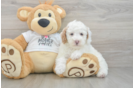 Poodle Puppy for Adoption
