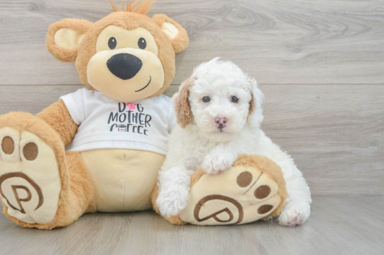 Poodle Puppy for Adoption