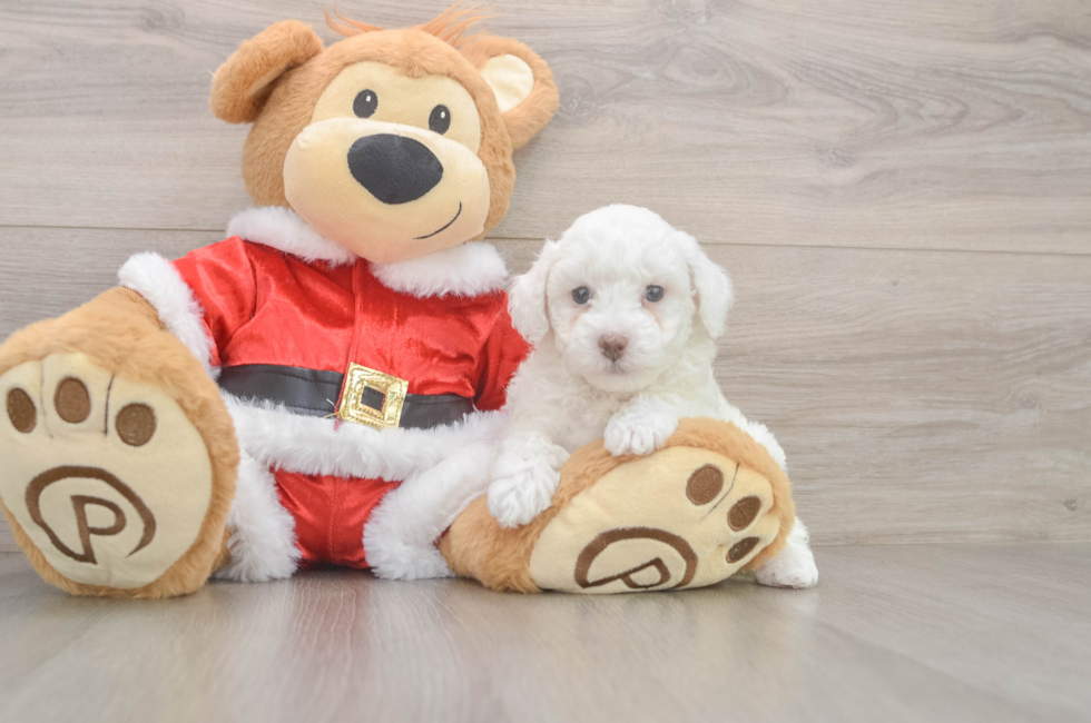 6 week old Poodle Puppy For Sale - Windy City Pups