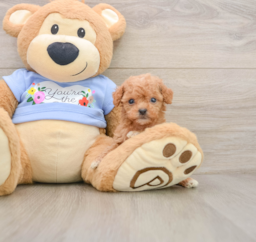 6 week old Poodle Puppy For Sale - Windy City Pups