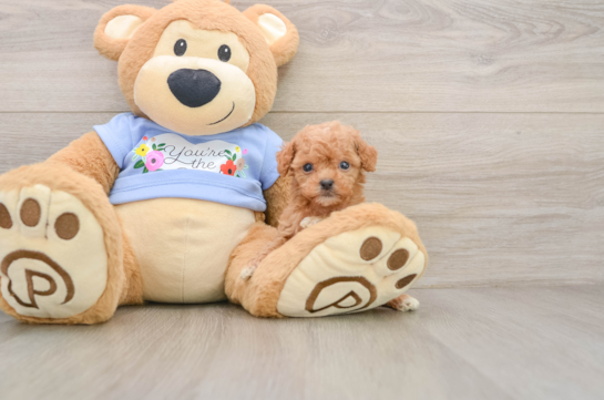 ARBOR, a Poodle littermate