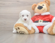 7 week old Poodle Puppy For Sale - Windy City Pups
