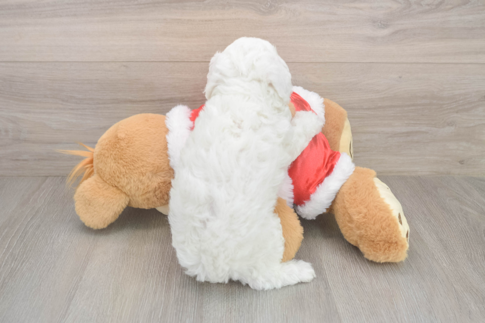 Poodle Puppy for Adoption