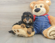 8 week old Poodle Puppy For Sale - Windy City Pups