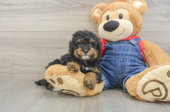 Friendly Poodle Purebred Pup