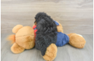 Sweet Toy Poodle Purebred Puppy