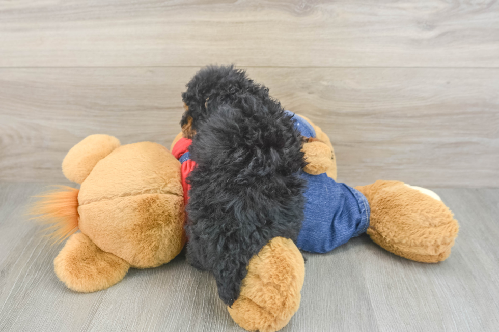 Sweet Toy Poodle Purebred Puppy