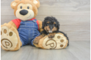 Playful Poodle Baby