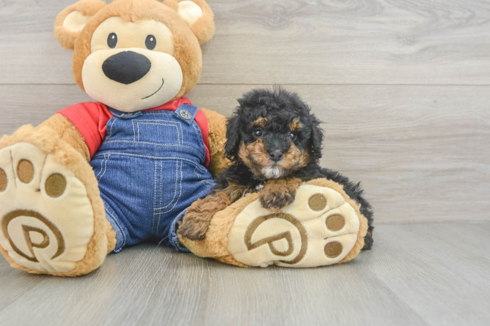 Playful Poodle Baby