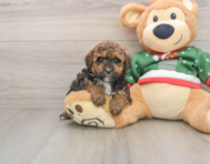 7 week old Poodle Puppy For Sale - Windy City Pups