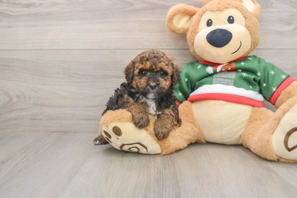 Poodle Pup Being Cute