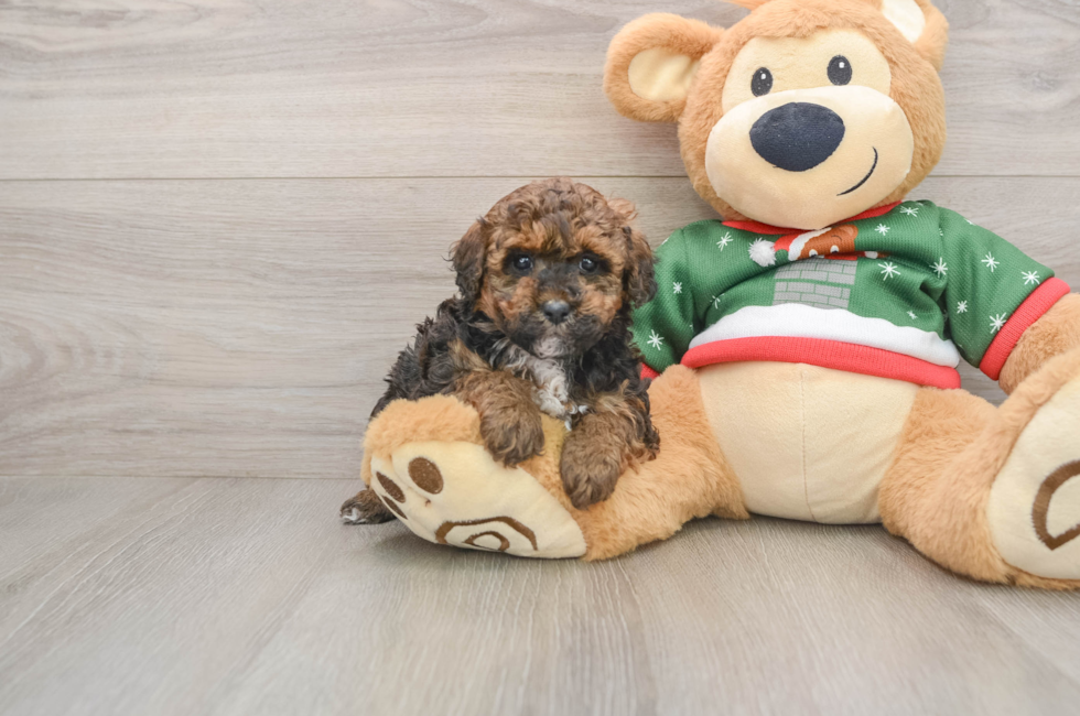 5 week old Poodle Puppy For Sale - Windy City Pups