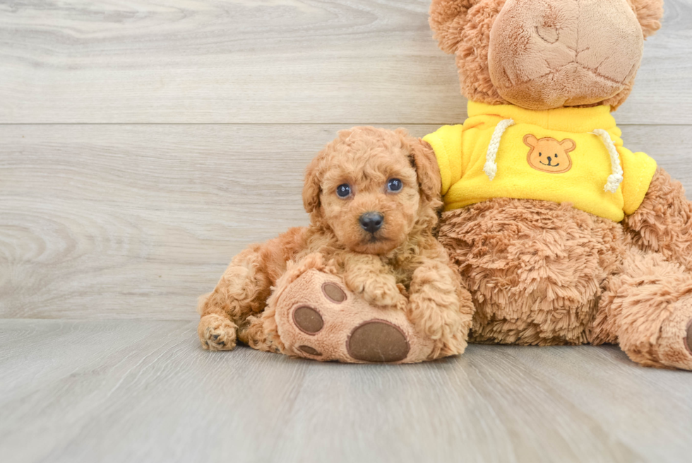 Friendly Poodle Purebred Pup