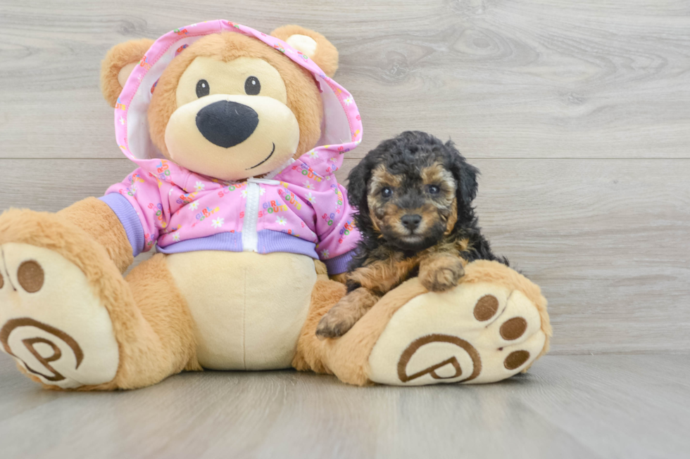 Cute Toy Poodle Purebred Puppy