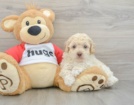 7 week old Poodle Puppy For Sale - Windy City Pups