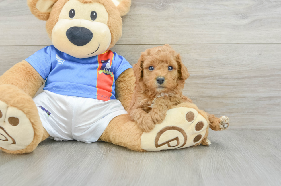 5 week old Poodle Puppy For Sale - Windy City Pups