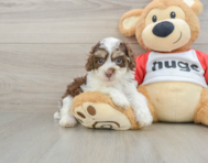 6 week old Poodle Puppy For Sale - Windy City Pups