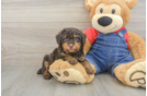 Popular Poodle Baby