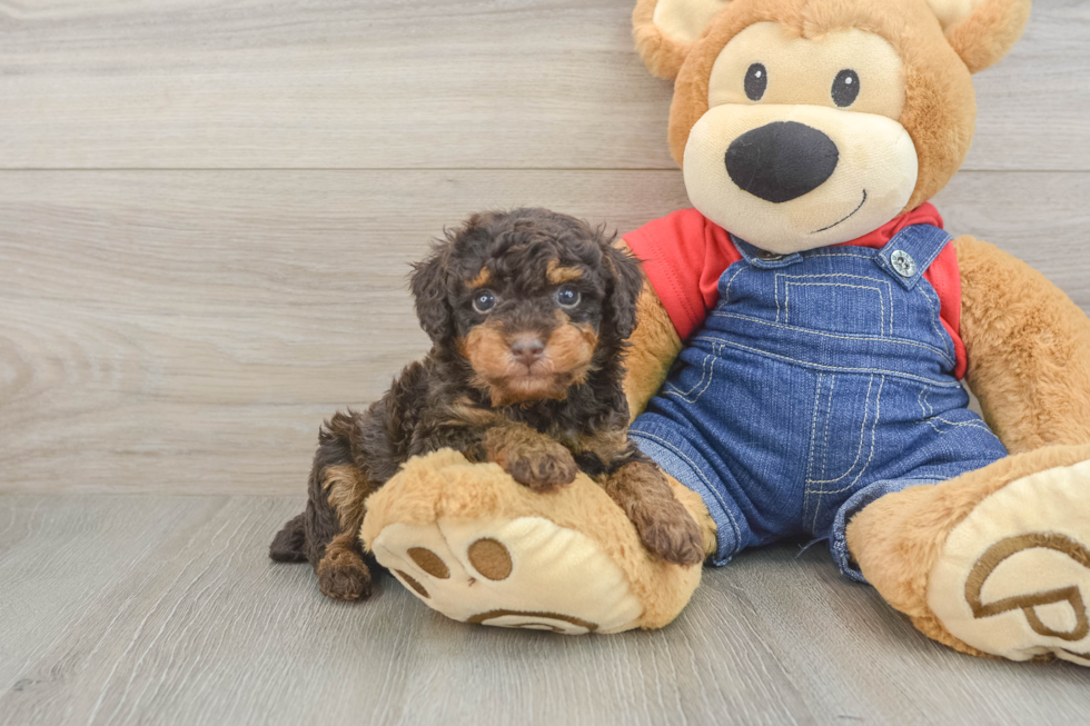 Popular Poodle Baby