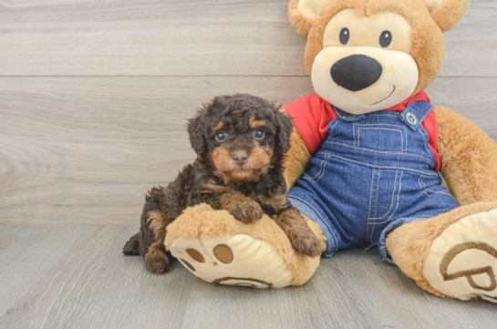 Popular Poodle Baby