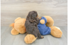 Akc Registered Poodle Baby
