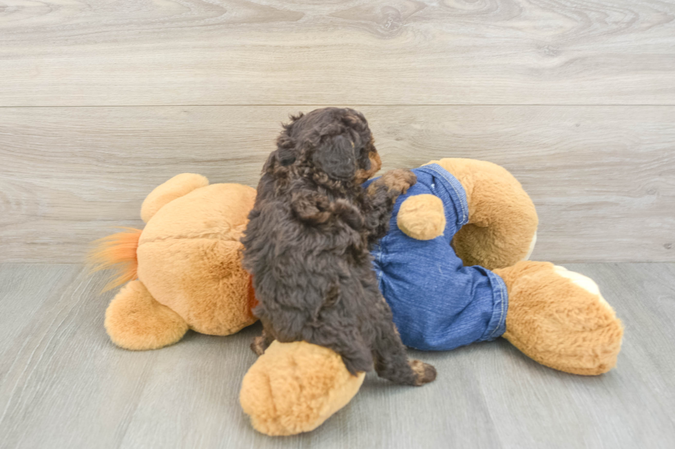 Akc Registered Poodle Baby