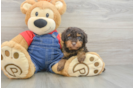 Energetic Toy Poodle Purebred Puppy