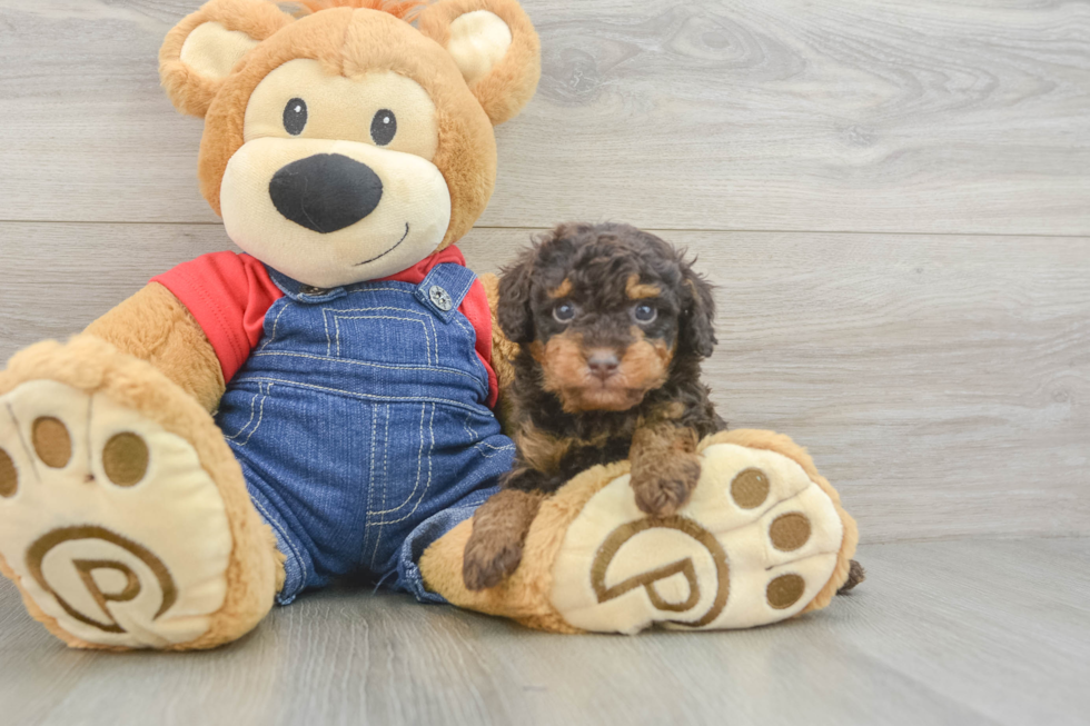 Energetic Toy Poodle Purebred Puppy