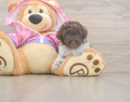 7 week old Poodle Puppy For Sale - Windy City Pups