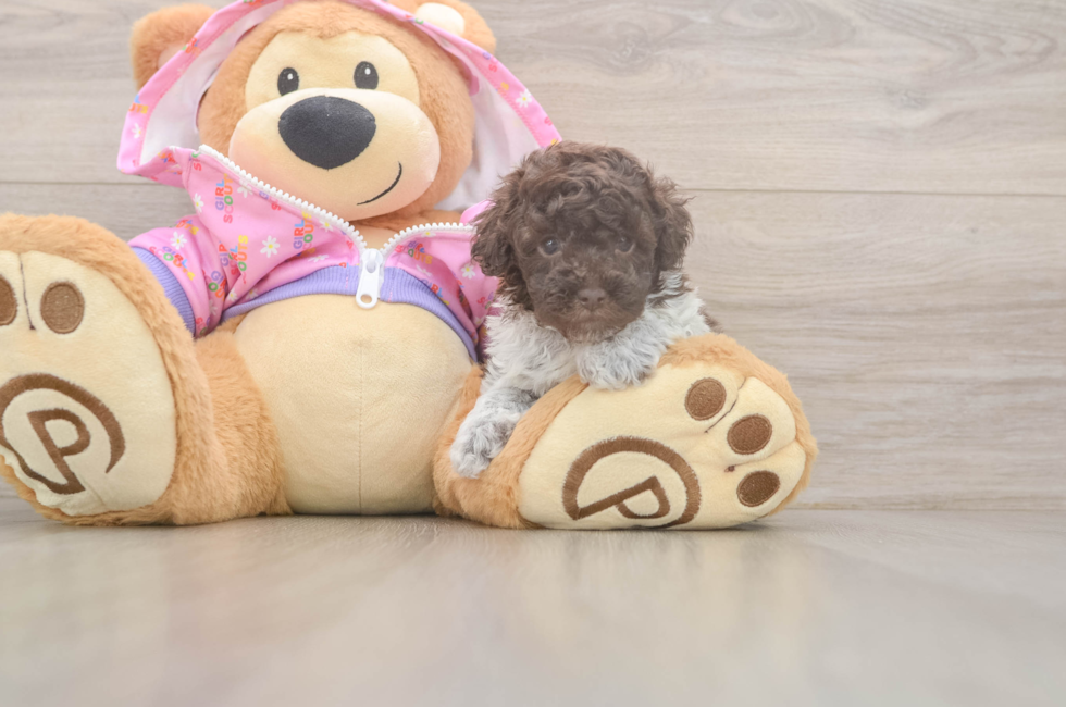 5 week old Poodle Puppy For Sale - Windy City Pups