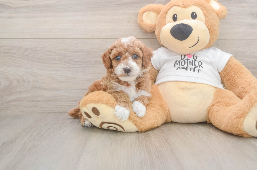 5 week old Poodle Puppy For Sale - Windy City Pups