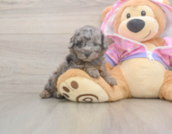 7 week old Poodle Puppy For Sale - Windy City Pups