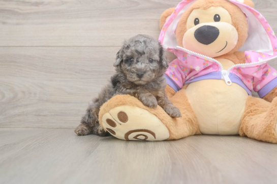 5 week old Poodle Puppy For Sale - Windy City Pups Playful Poodle Baby
