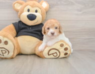 8 week old Poodle Puppy For Sale - Windy City Pups