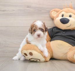 5 week old Poodle Puppy For Sale - Windy City Pups