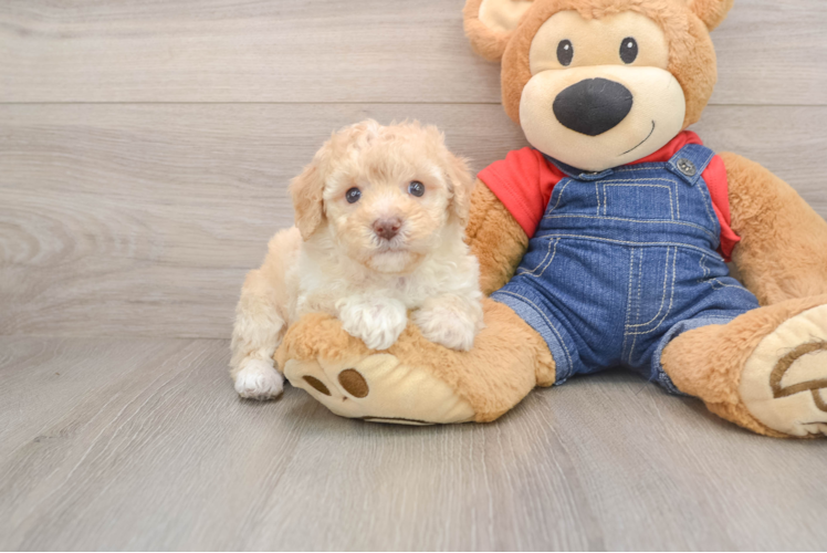Funny Poodle Purebred Pup