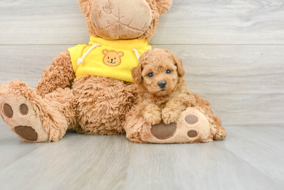 Playful Poodle Baby