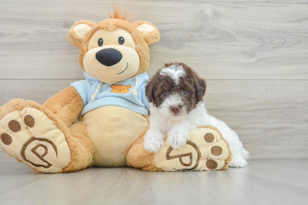 Funny Poodle Purebred Pup