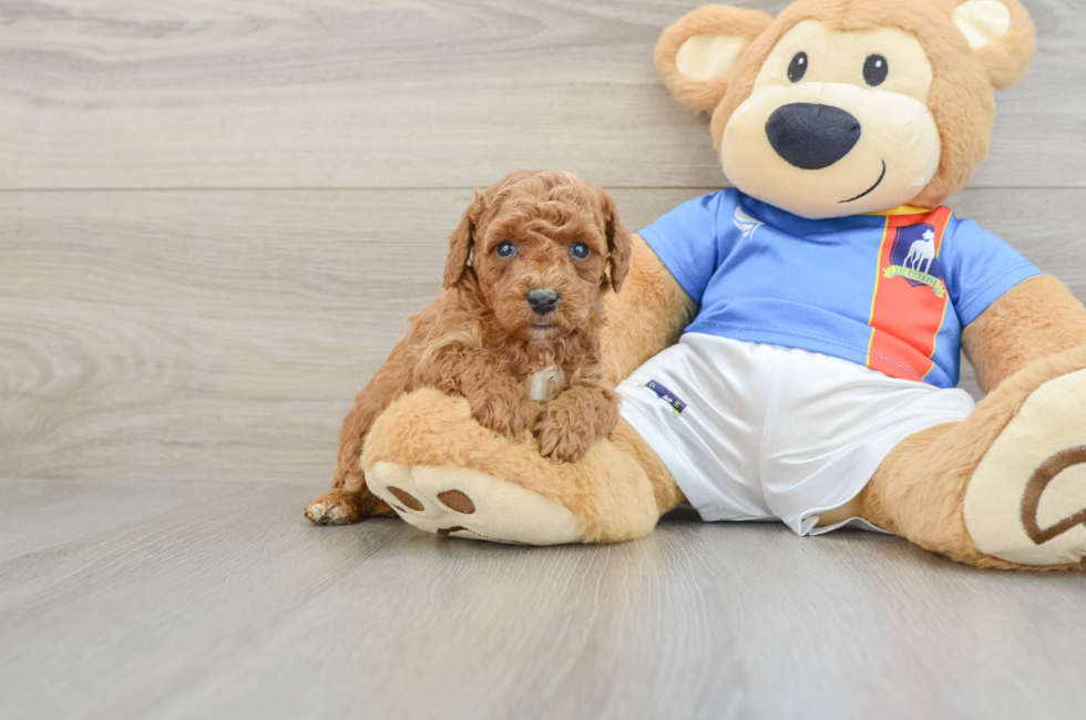5 week old Poodle Puppy For Sale - Windy City Pups