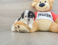 6 week old Poodle Puppy For Sale - Windy City Pups