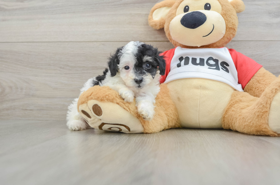 6 week old Poodle Puppy For Sale - Windy City Pups