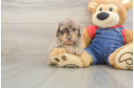 Poodle Pup Being Cute