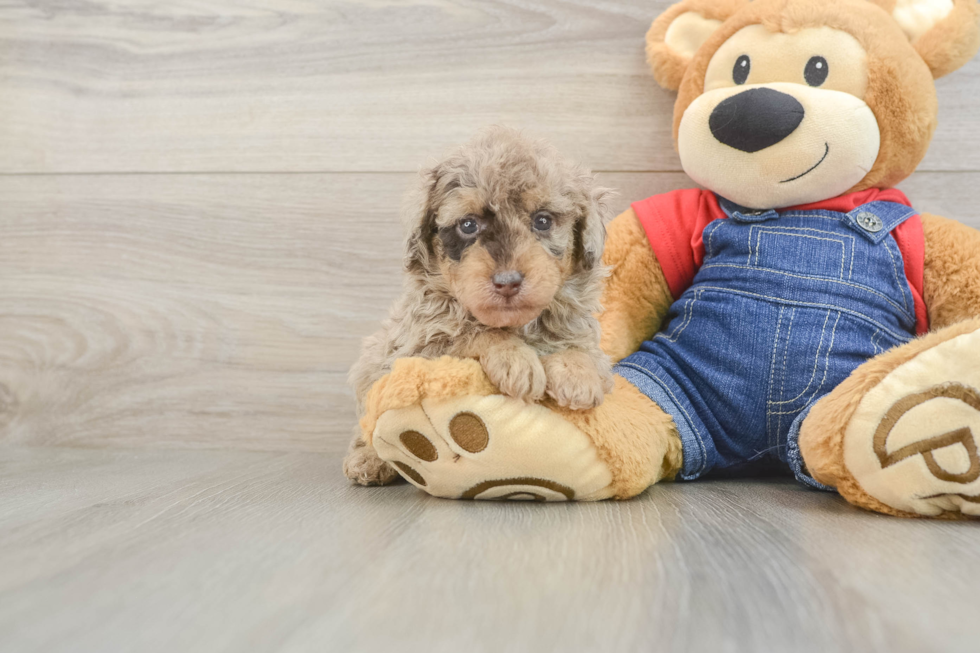 Poodle Pup Being Cute