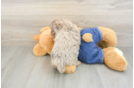 Akc Registered Poodle Purebred Pup
