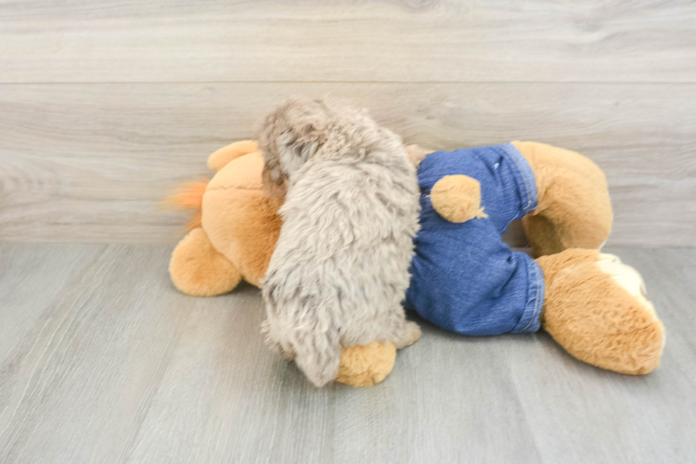 Akc Registered Poodle Purebred Pup