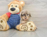 8 week old Poodle Puppy For Sale - Windy City Pups
