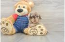 Best Poodle Baby