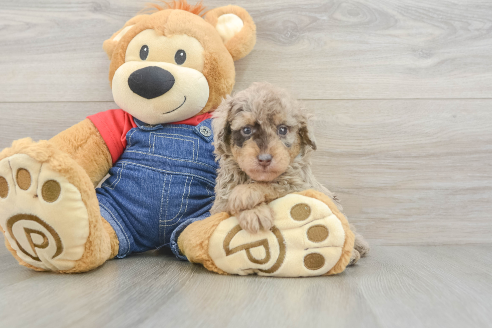Best Poodle Baby